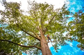 Carthage, IL Tree Care Company