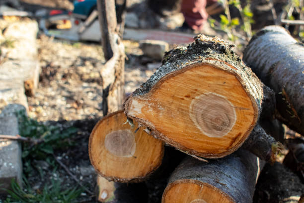 How Our Tree Care Process Works  in  Carthage, IL